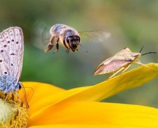 Biodiversité : une plateforme pour accompagner les entreprises